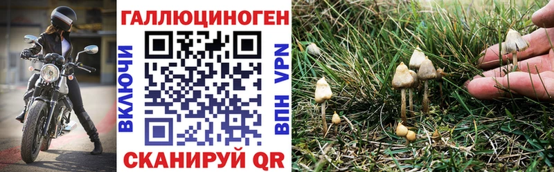 Купить закладки  Михайловка  Псилоцибиновые грибы Magic Shrooms 